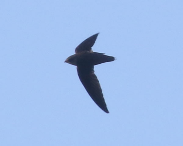 Mystery bird to be identified