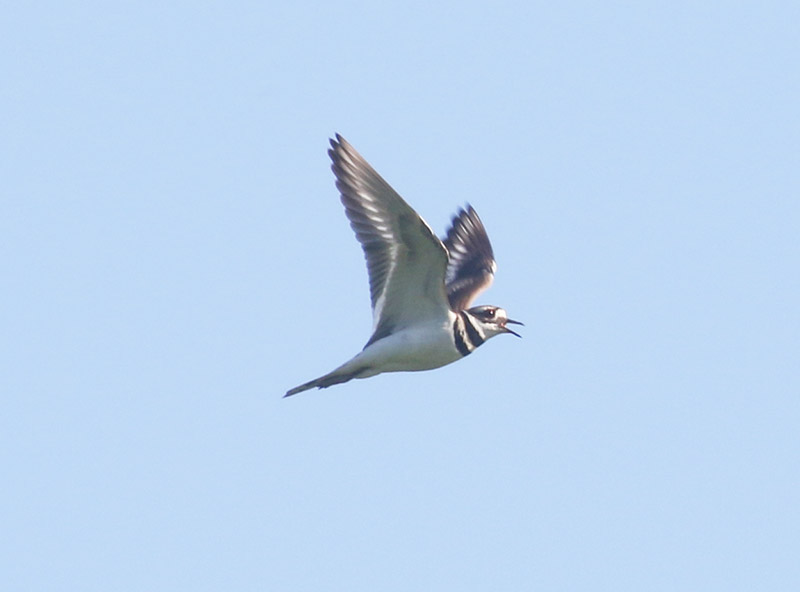 Mystery bird to be identified