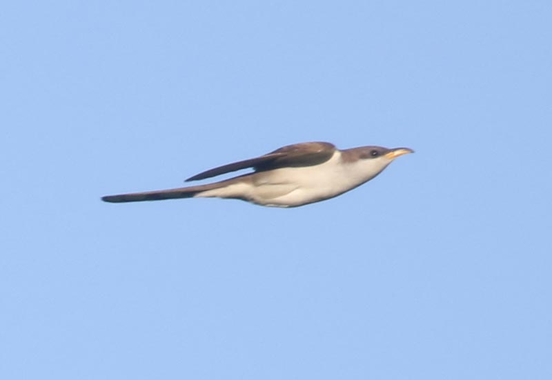 Mystery bird to be identified