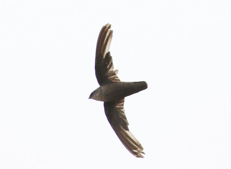 Mystery bird to be identified