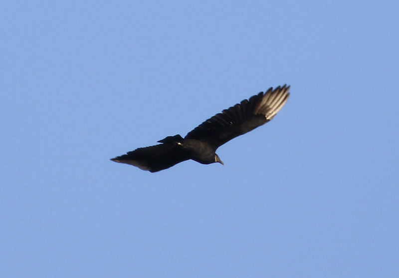 Mystery bird to be identified