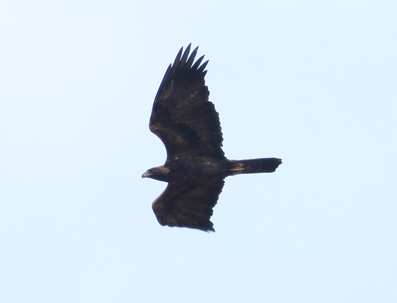 Mystery bird to be identified