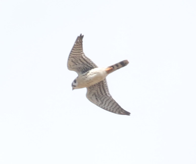 Mystery bird to be identified