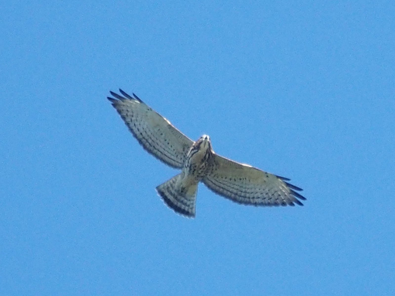 Mystery bird to be identified