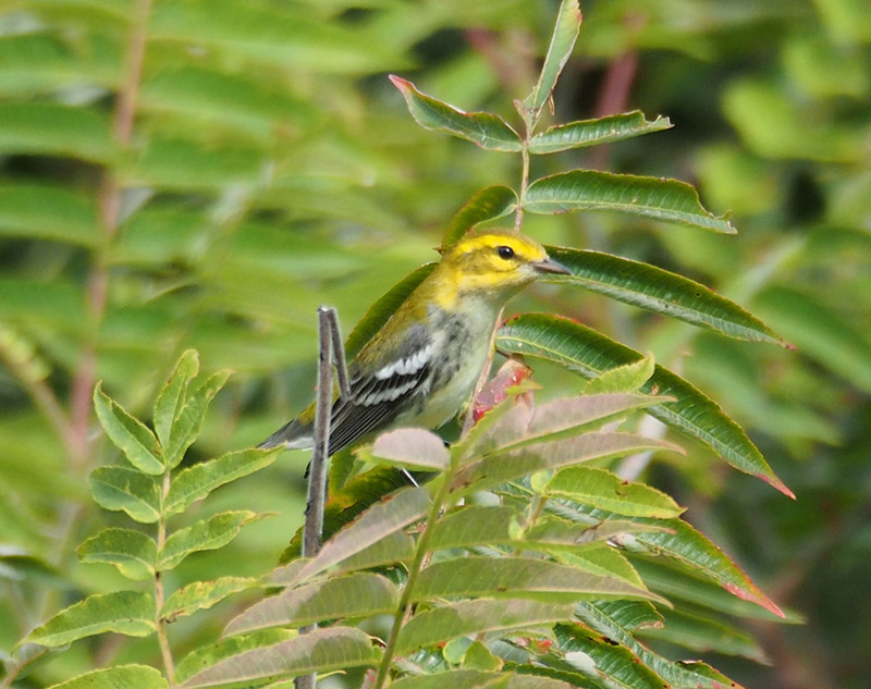 Mystery bird to be identified