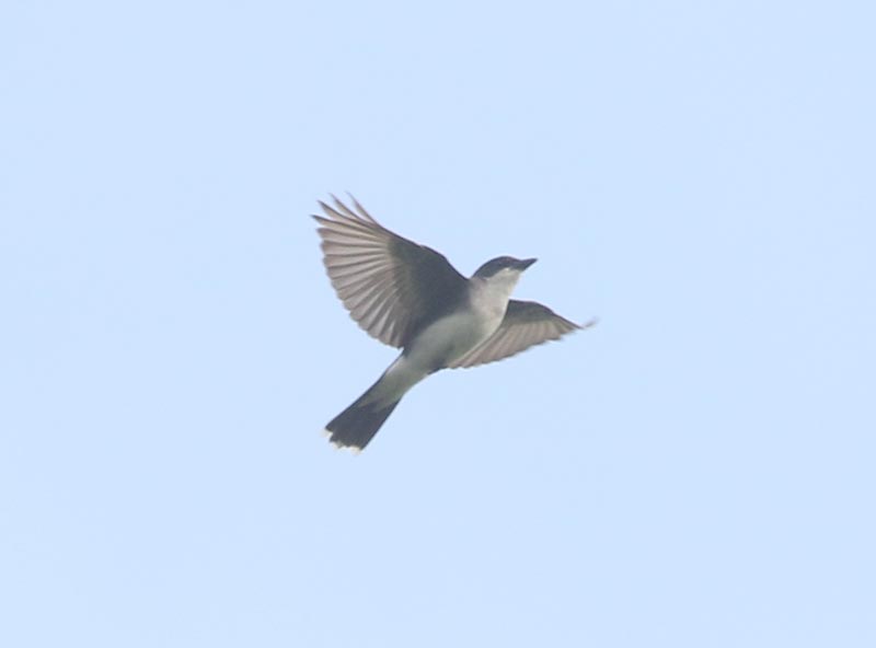 Mystery bird to be identified