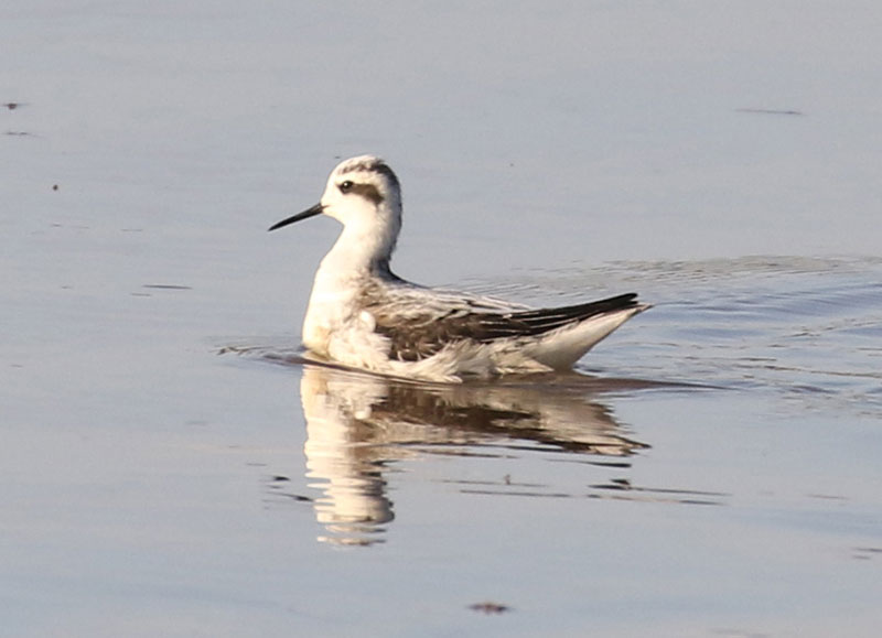 Mystery bird to be identified