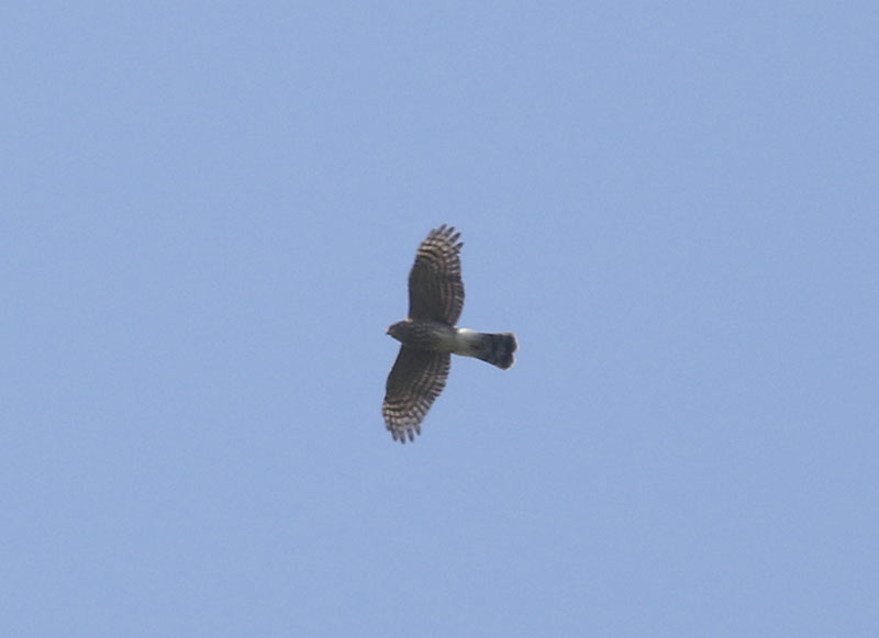 Mystery bird to be identified