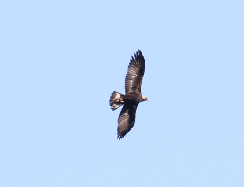 Mystery bird to be identified