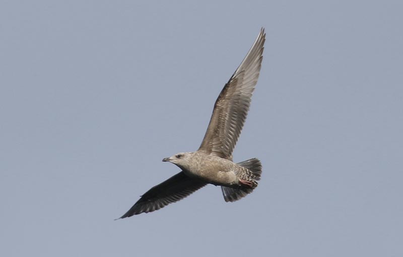 Mystery bird to be identified