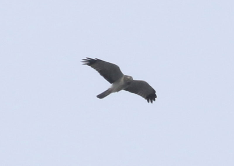 Mystery bird to be identified