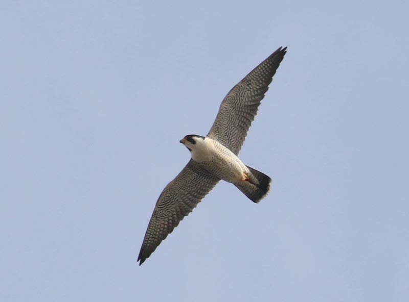 Mystery bird to be identified