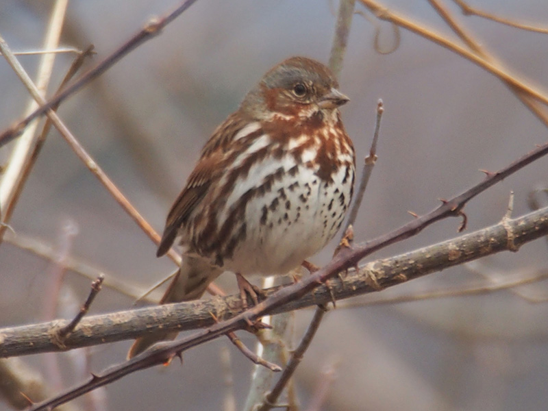 Mystery bird to be identified