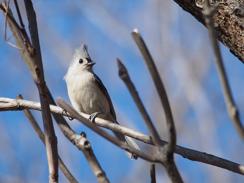Mystery bird to be identified