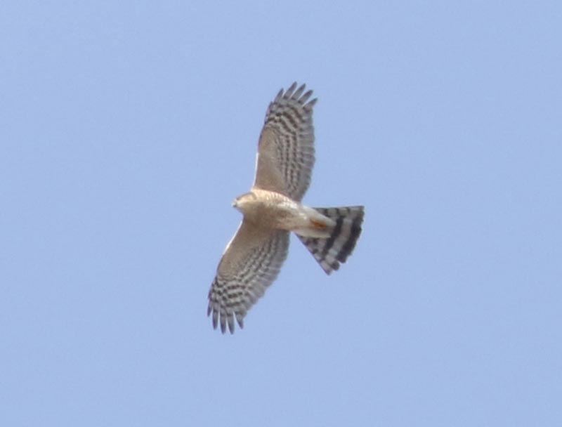 Mystery bird to be identified