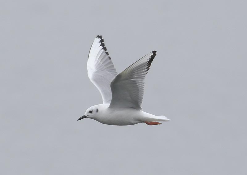 Mystery bird to be identified