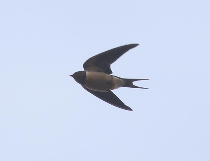 Mystery bird to be identified