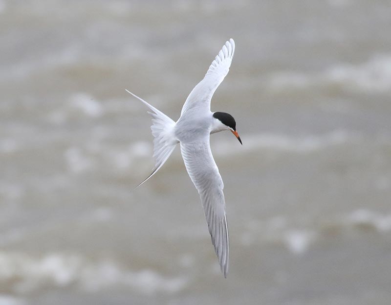 Mystery bird to be identified