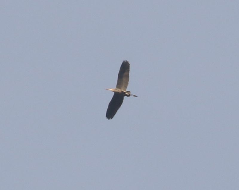 Mystery bird to be identified