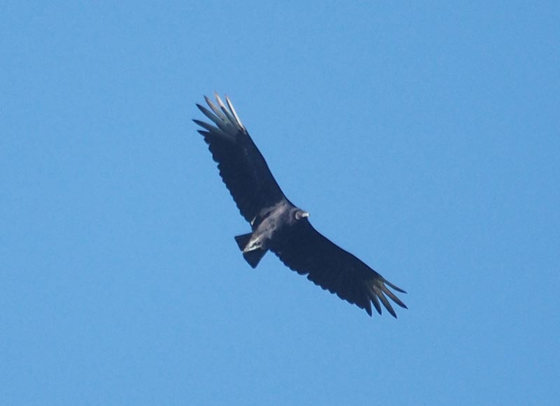 Mystery bird to be identified