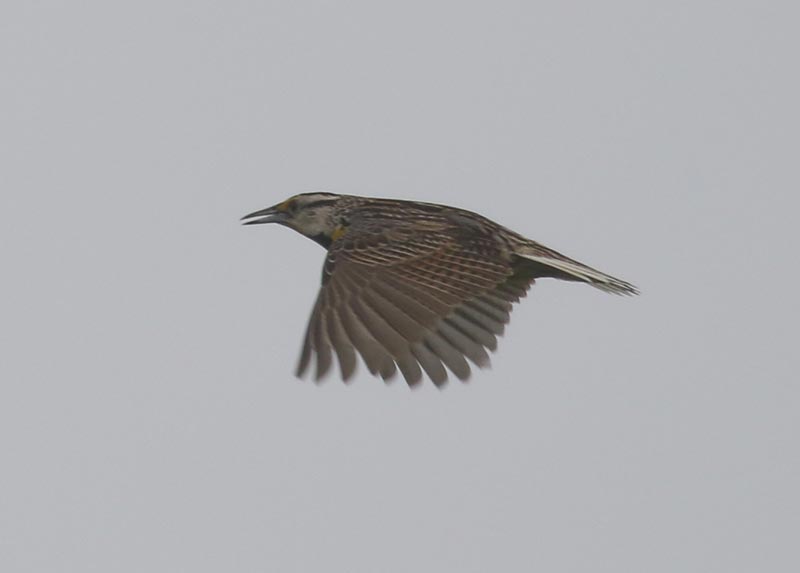 Mystery bird to be identified
