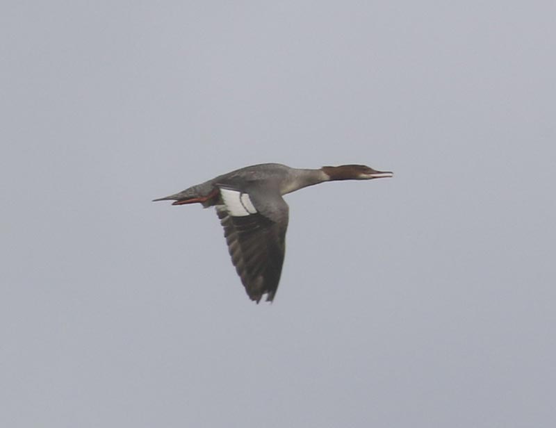 Mystery bird to be identified