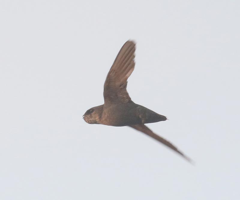 Mystery bird to be identified