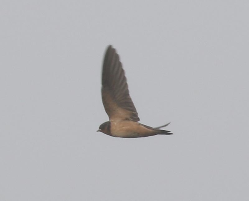 Mystery bird to be identified