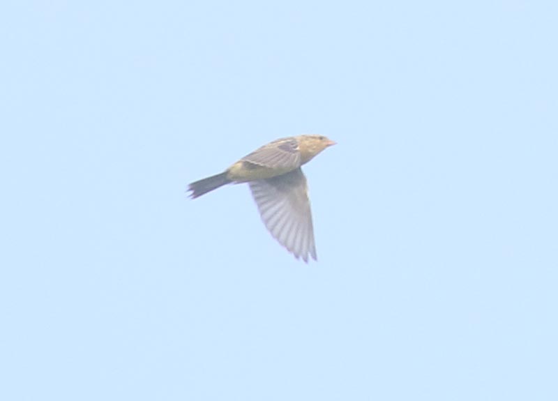 Mystery bird to be identified