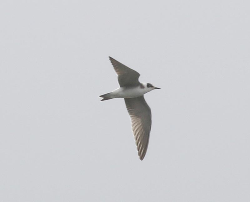Mystery bird to be identified