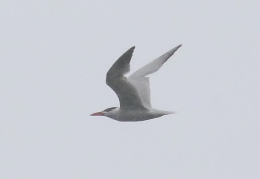 Mystery bird to be identified