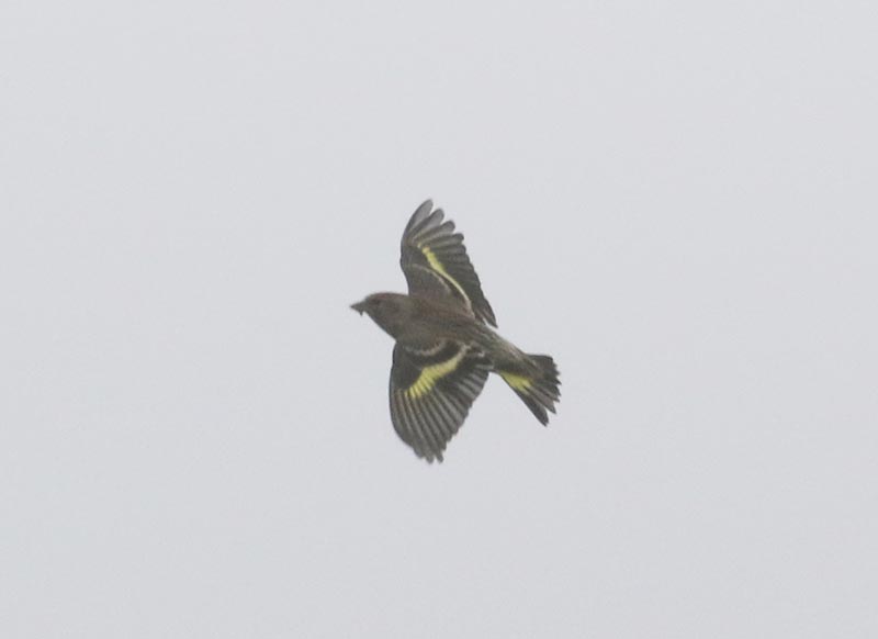 Mystery bird to be identified