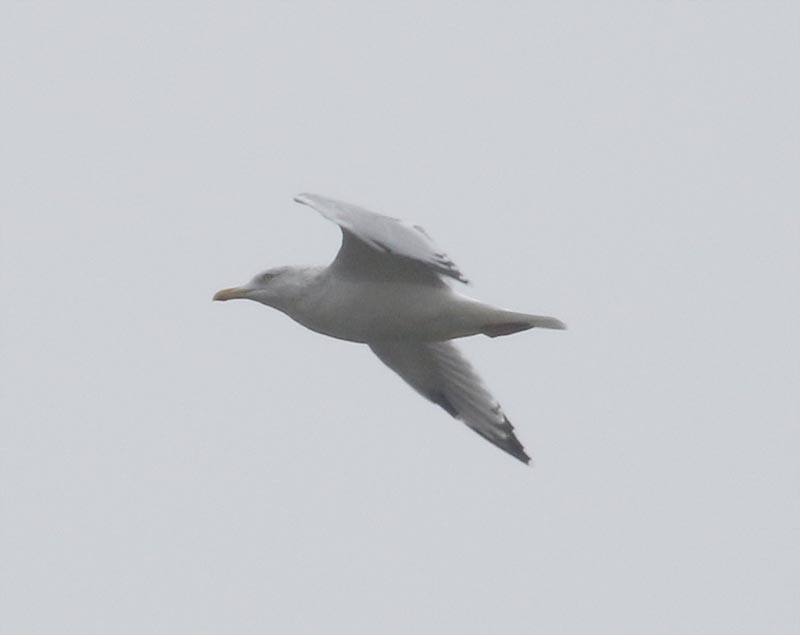 Mystery bird to be identified