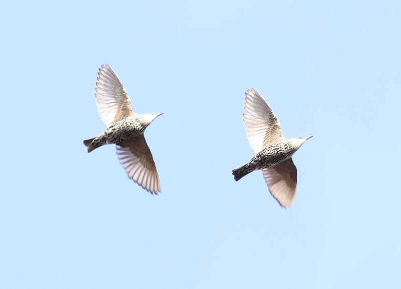 Mystery birds to be identified