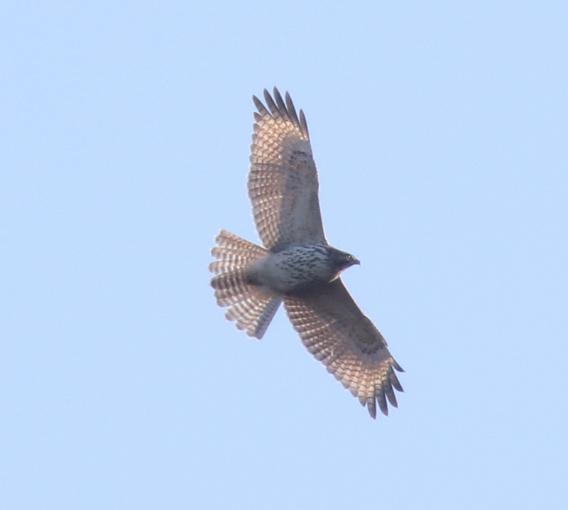 Mystery bird to be identified
