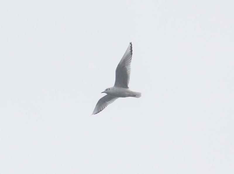 Mystery bird to be identified