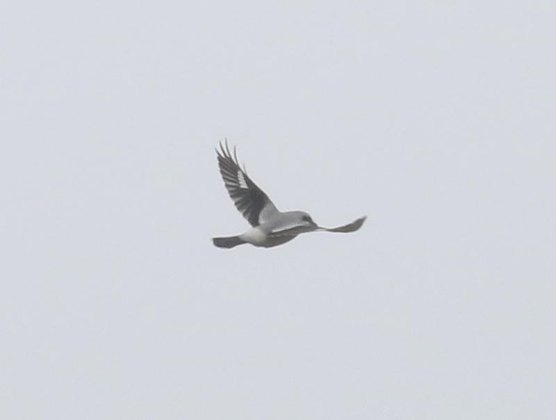 Mystery bird to be identified