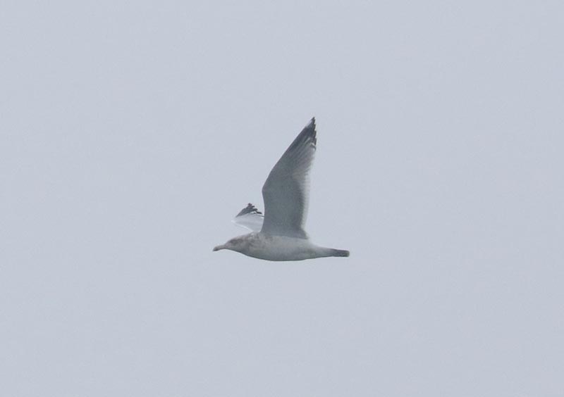 Mystery bird to be identified