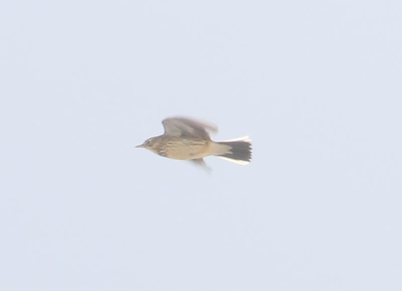 Mystery bird to be identified