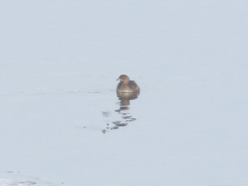 Mystery bird to be identified