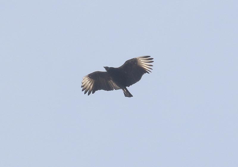 Mystery birds to be identified