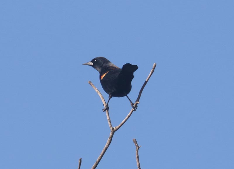 Mystery birds to be identified