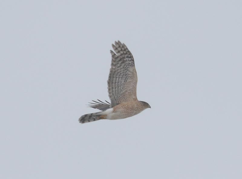 Mystery bird to be identified