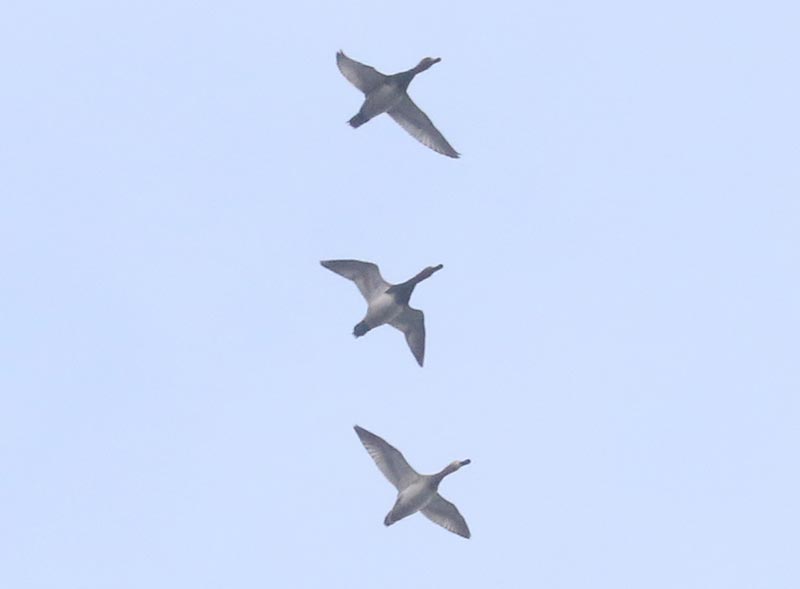 Mystery birds to be identified
