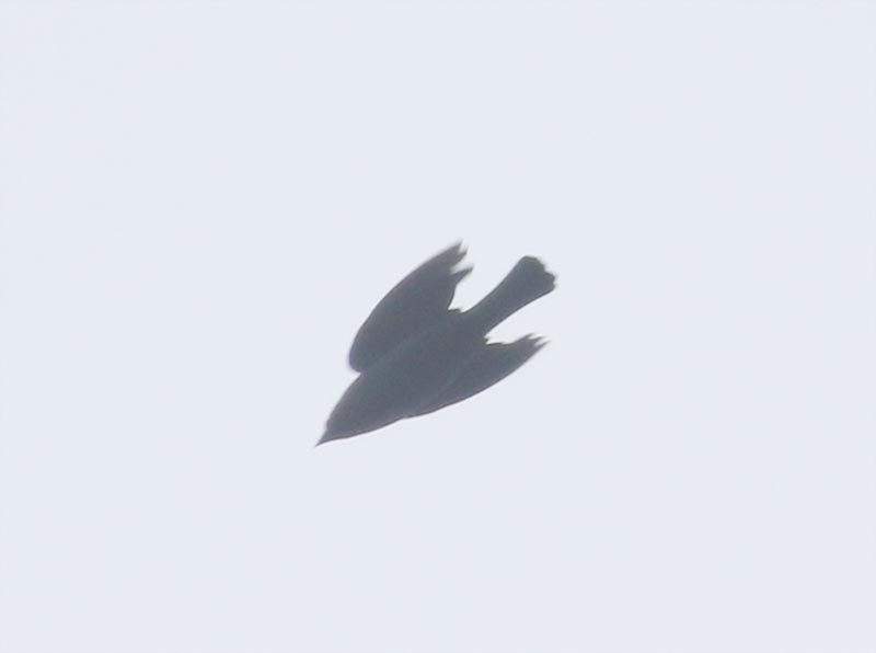 Mystery bird to be identified