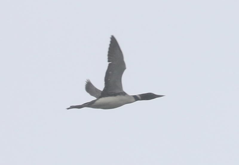 Mystery bird to be identified