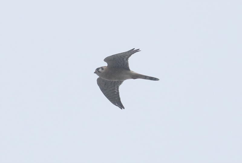 Mystery bird to be identified