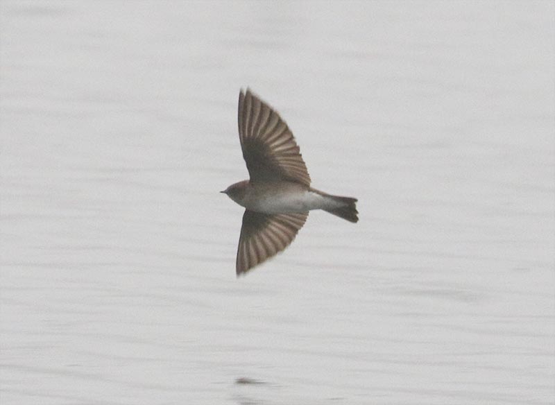 Mystery bird to be identified
