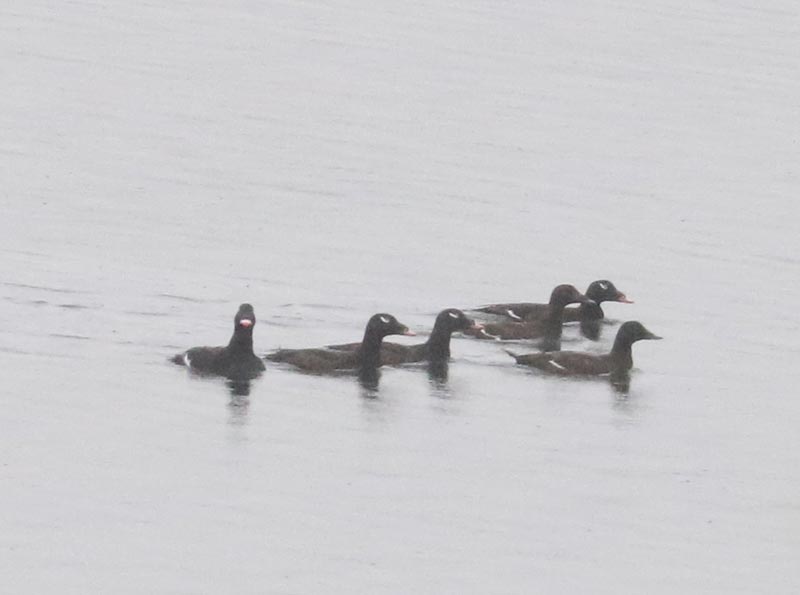 Mystery bird to be identified