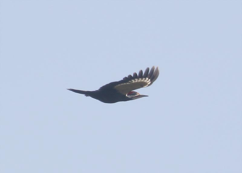 Mystery bird to be identified